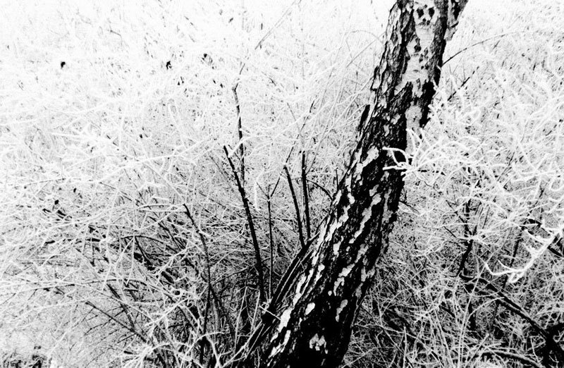 [snowtree.jpg]