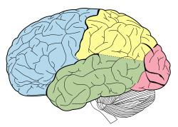 LÓBULOS DEL CEREBRO