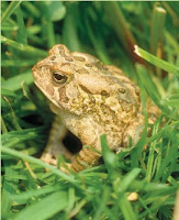 NAMC montessori classroom nature walk frog in grass