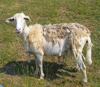 this second picture is another hair sheep called a quot sheddingquot  sheep