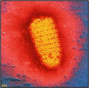 rabies microbe