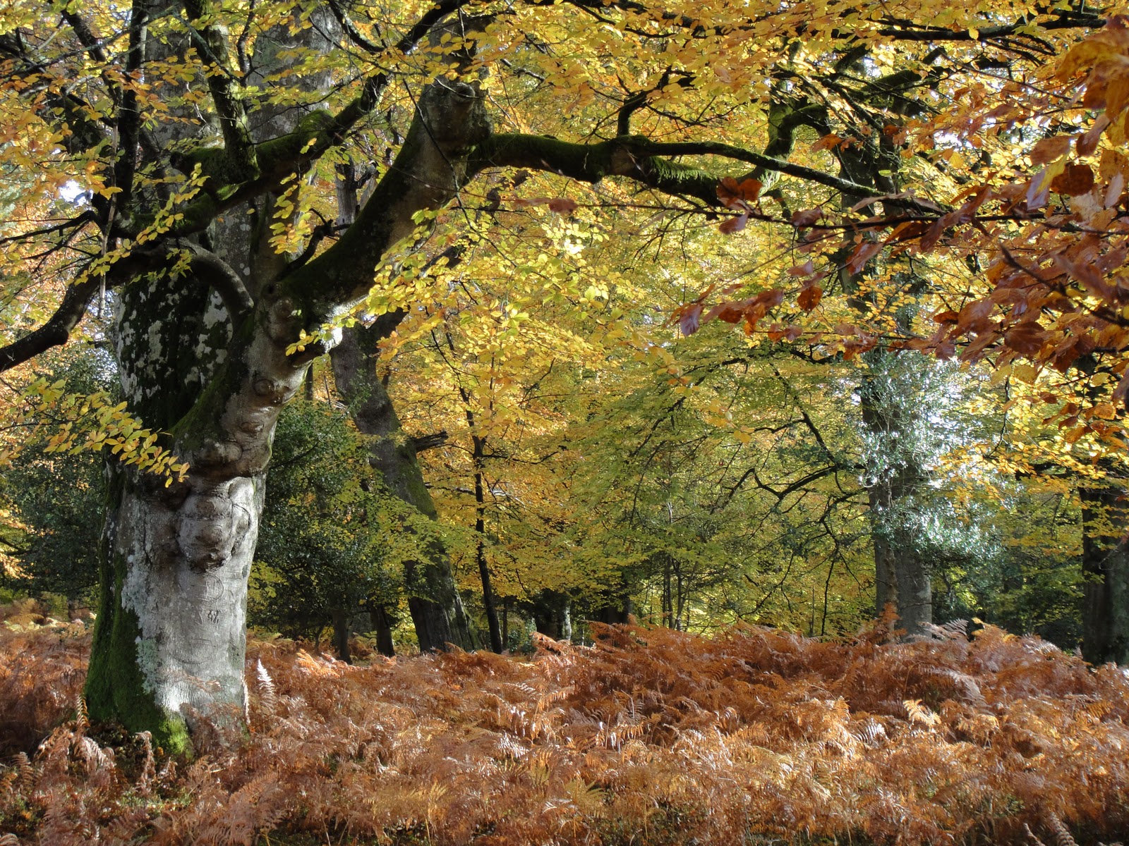 new forest national park martin o'neill