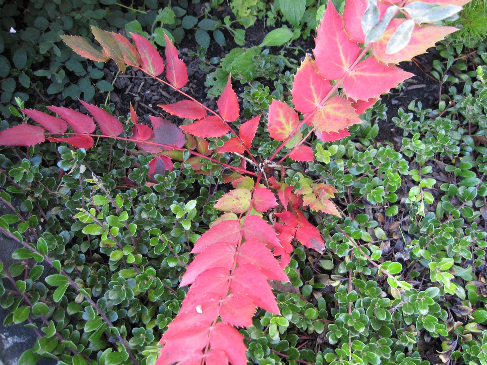 Les Folles Avoines Plantes Comestibles Et Utiles Du Quebec