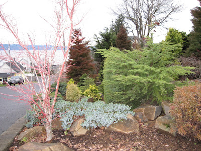 MulchMaid: An Astoria conifer garden