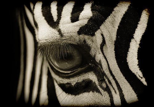 [203963603_b9bcbcf622.bmp]