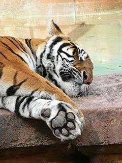 [240px-Panthera_tigris11.bmp]