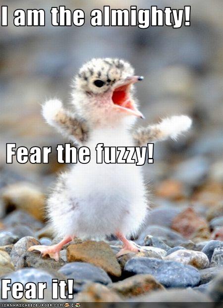 [Fear+Fuzzy.jpg]