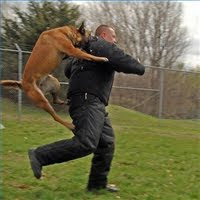 Attacking Animals