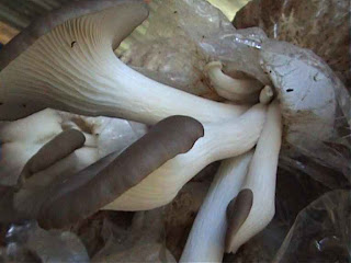 cendawan, kulat,mushroom,tiram,lingzi