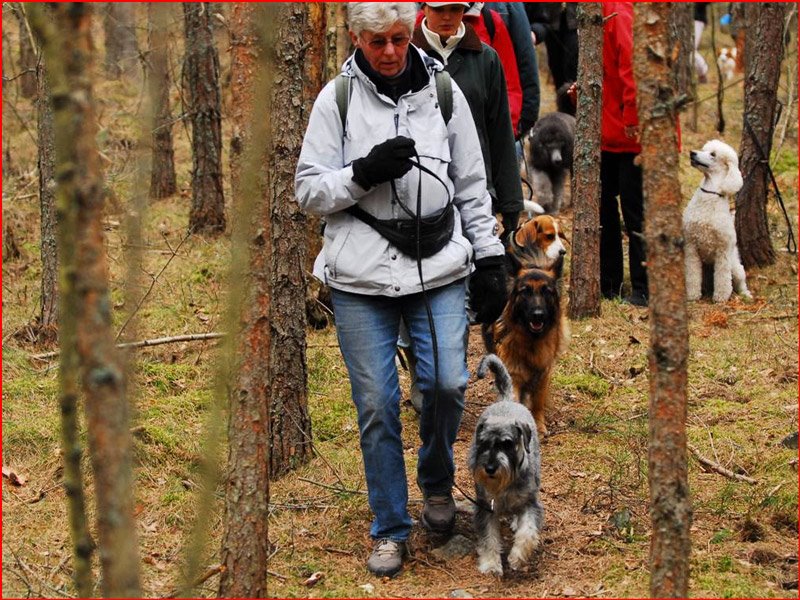 [080406_skogsstoerning_hundar.jpg]