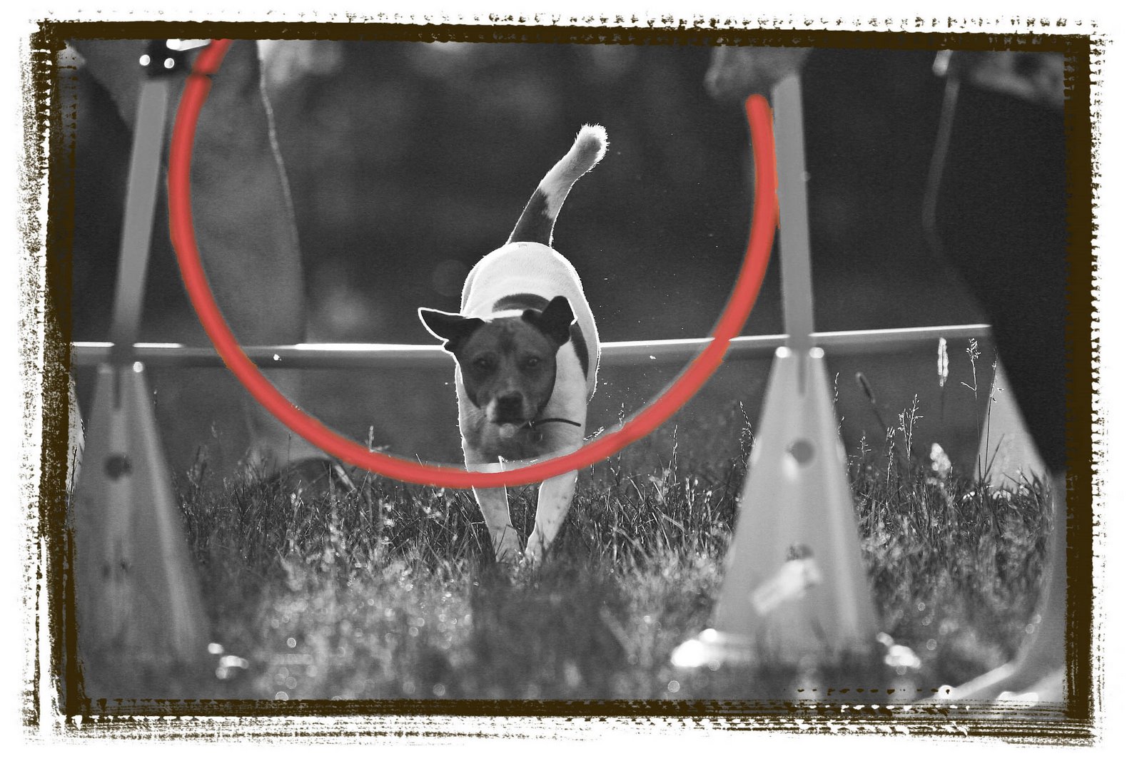 [2008+07+jun+020_edited-1_agility_framL.JPG]