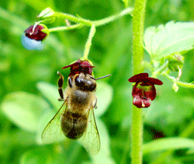 Scrophularia peregrina - Σκροφυλαρια