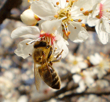 Prunus cerasifera - Κορομιλιά