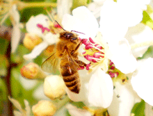 Pyrus amygdaliformis - Άγρια αχλαδιά(γκορτσιά)