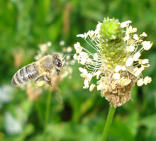 Plantago lanceolata