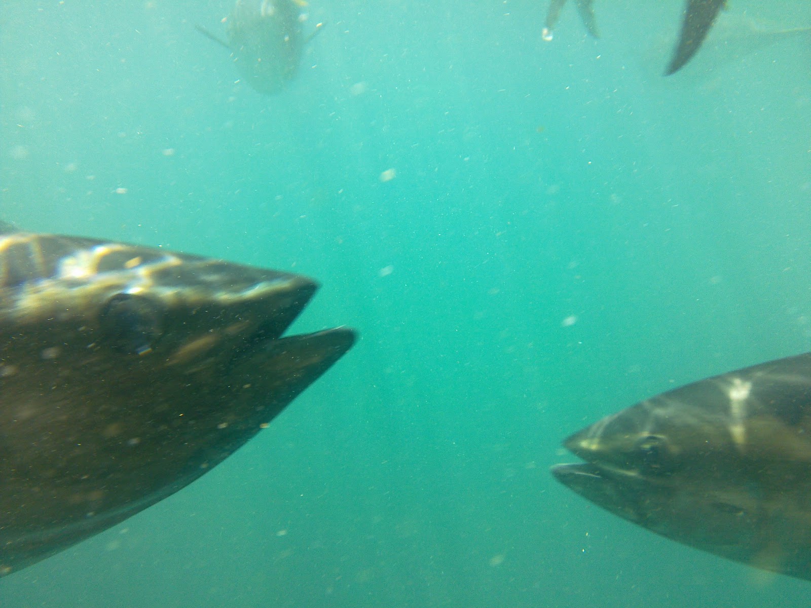 One Year to Give Tuna Feeding at Port Lincoln