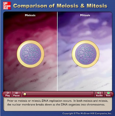 Mitosis vs Meiosis Source: meiosis vs mitosis. Mitosis vs Meiosis Source: