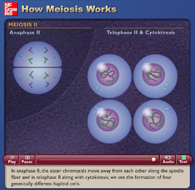 meiosis and mitosis. Meiosis Vs Mitosis.
