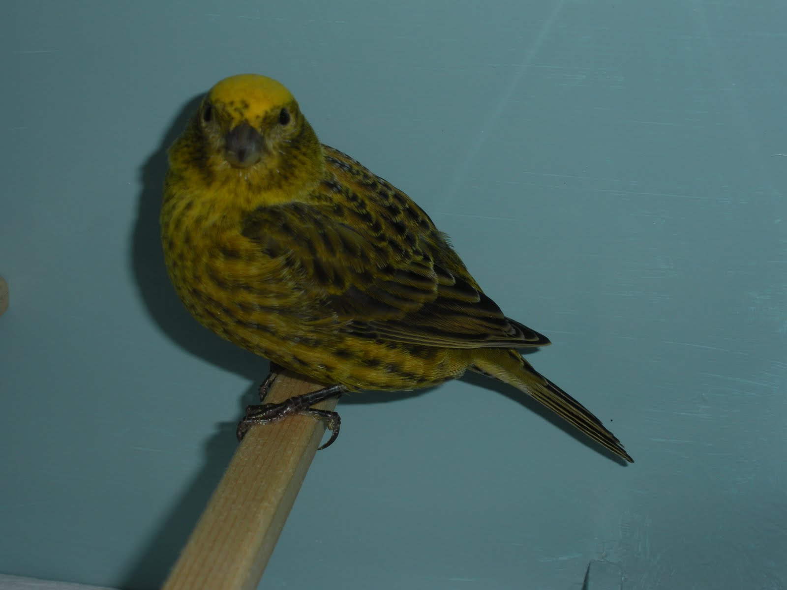 [DSCN3876+dorato.JPG]