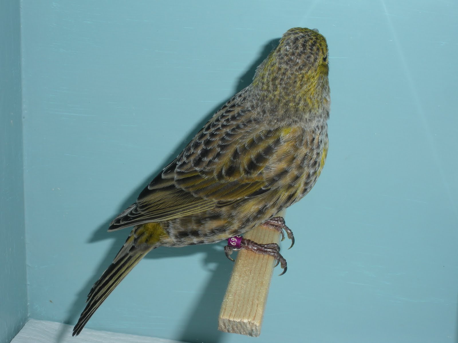 [DSCN3881+argento.JPG]