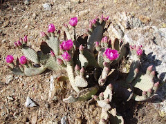 desert cactus