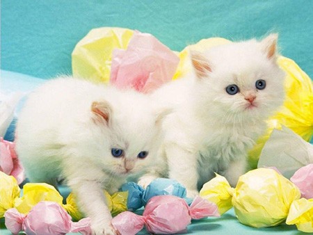 cats and kittens cats and kittens