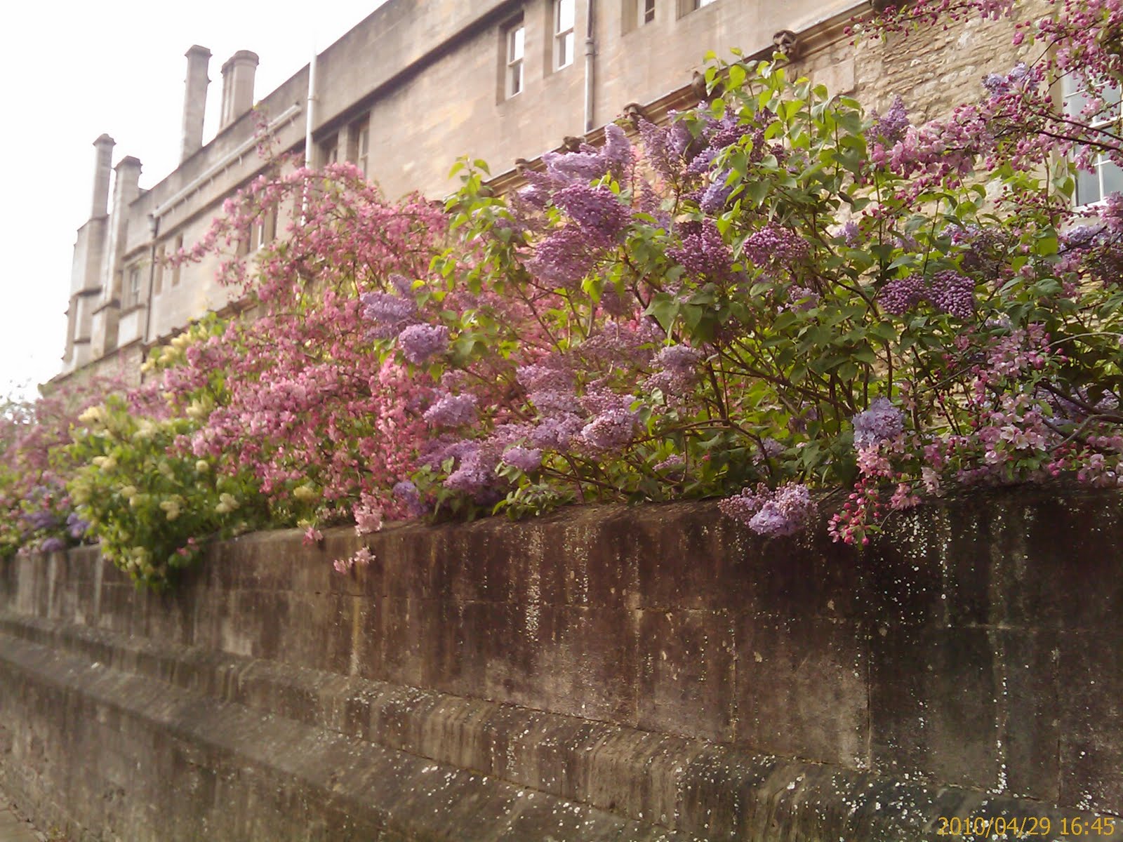 http://2.bp.blogspot.com/_GplcXcfHRW8/S9ssc3HlirI/AAAAAAAAAFA/-eE8PMbzS7A/s1600/Lilac_cherry_New_Col-763000.jpg