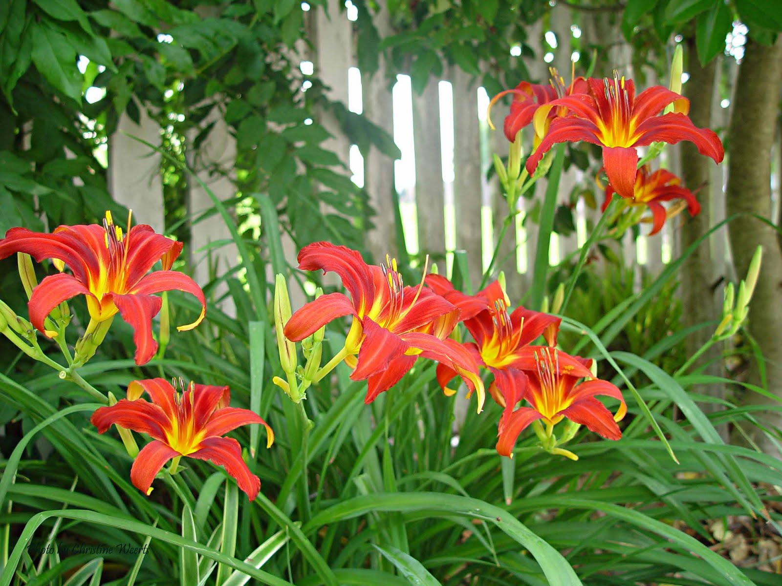 Selma, Ala. Daily Photo Daylilies
