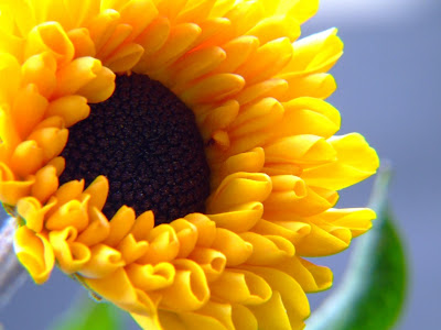 wallpaper yellow flowers. Sweet Yellow and White Flowers