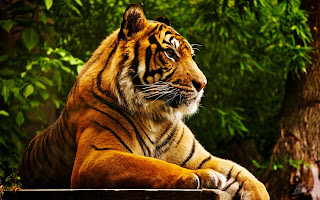 Majestic Tiger Sitting Wilde Beauty Nature Animal Carnivore HD Wallpaper