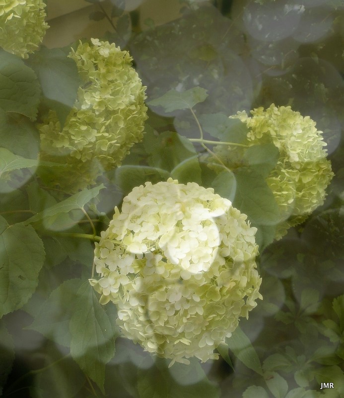 Coastal Charm Hydrangea Stroll