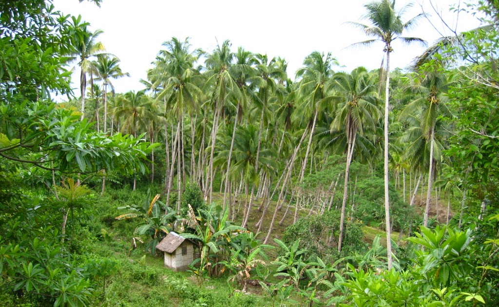 2007 Philippines family vacation The coconut plantation