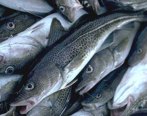 [cod_fish.jpg]