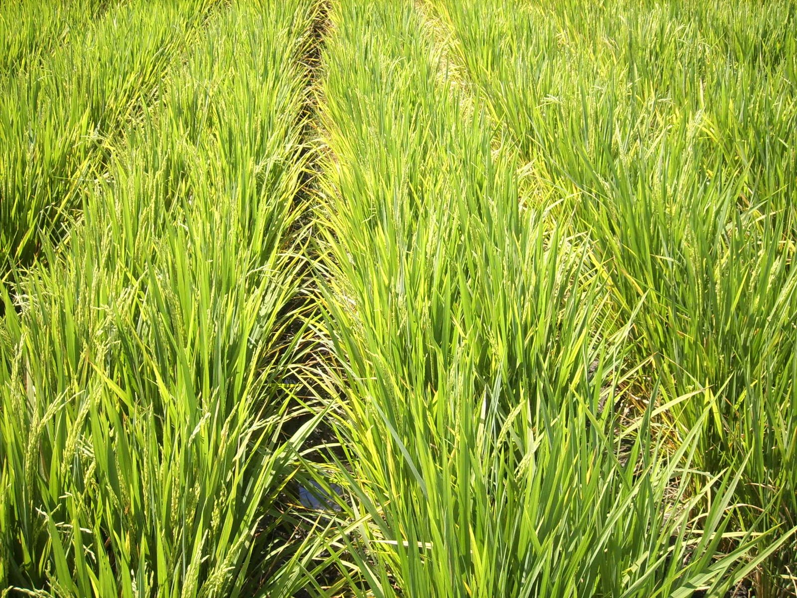 SUBHAANALLAH ! GALERI FOTO GAMBAR PADI, SAWAH & PESAWAHAN | طبيب الطب