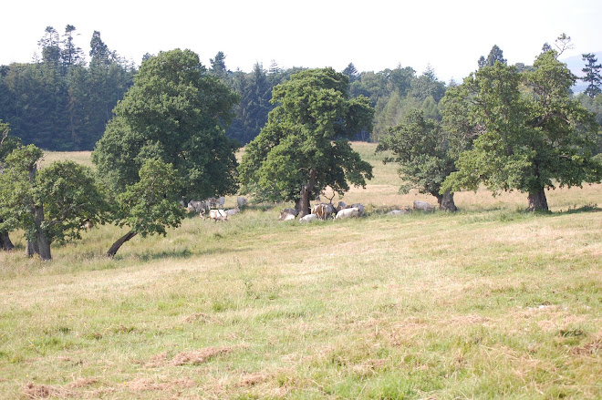 Herd Among the Medieval Trees