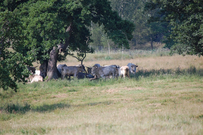 Part of the Herd Sheltering from the Sun