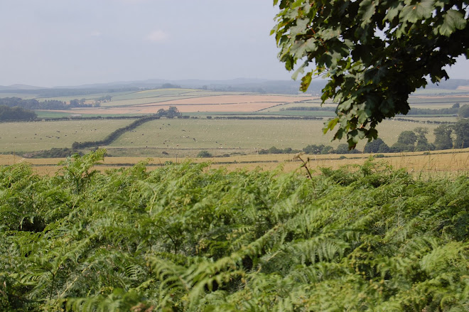 View of the Cheviot Hills from Bellshill Farm