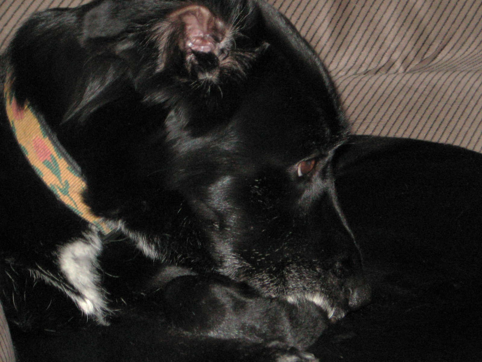 [Chelsea+relaxing.JPG]