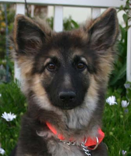 Belgian Tervuren 