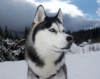 Sibian Husky or Alaskan Malamute