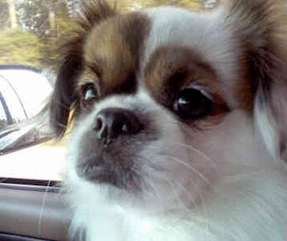 Tibetan Spaniel Close up