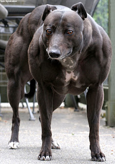 Whippet The Strongest dog
