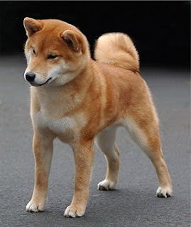 Shiba Inu Dog