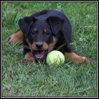 Beauceron Puppy