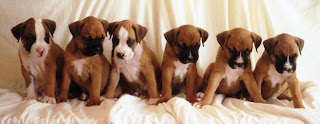 Boxer Dog Puppies