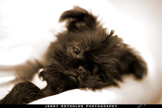 Brussels Griffon Sllepy