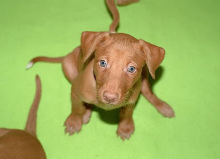 Pharaoh Hound Puppies