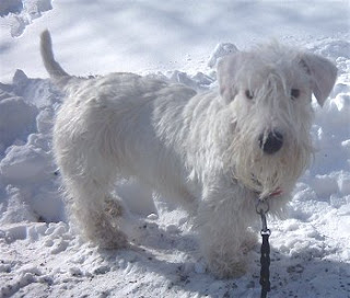 Sealyham Terrier