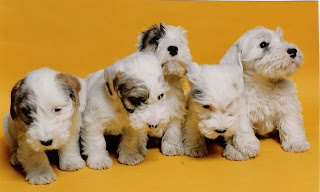 Sealyham Terrier Puppies