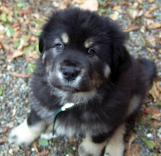 Tibetan Mastiff Puppy Picture